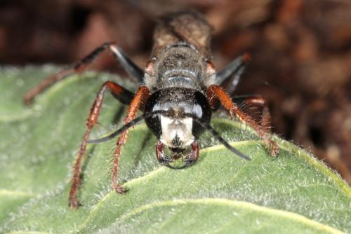 Sphex funerarius